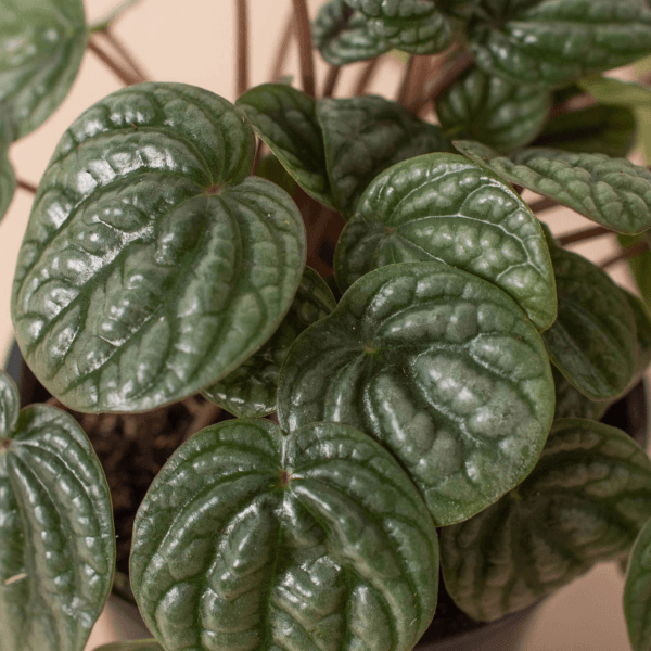 Close-up of a Peperomia plant with thick, textured, dark green leaves in a pot.