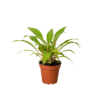 A green leafy plant in a small brown plastic pot, placed against a plain white background.