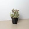 A small potted plant with green leaves and light pink flowers in a black plastic pot, placed on a beige surface against a plain white background.