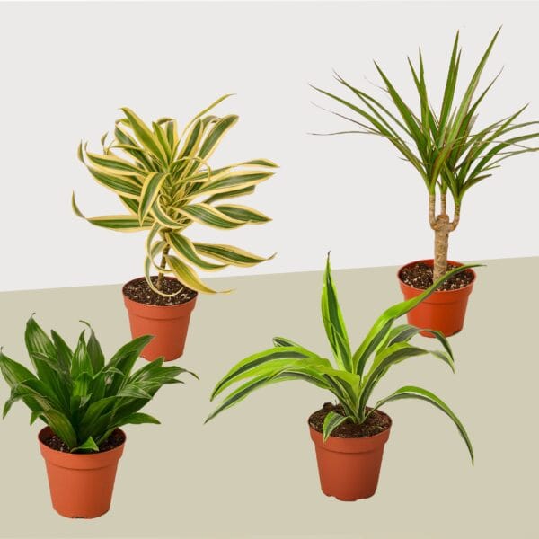 Four different potted houseplants with green and variegated leaves are placed on a light surface against a plain background.