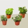 Four small potted ivy plants with different leaf shapes and colors are arranged on a light surface against a plain background.
