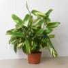 A potted indoor plant with green and yellow variegated leaves sits on a light-colored surface against a plain white background.