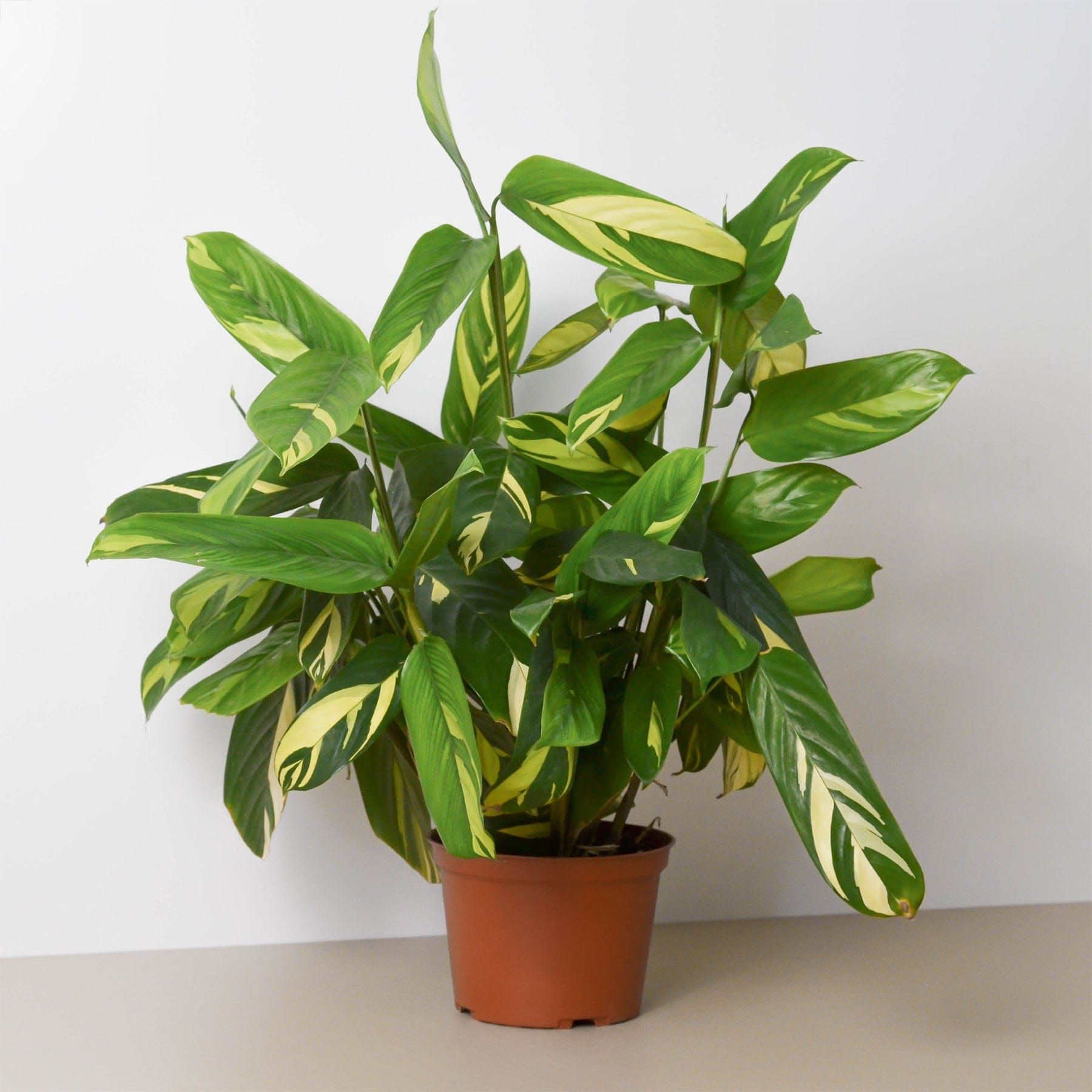 A potted indoor plant with green and yellow variegated leaves sits on a light-colored surface against a plain white background.
