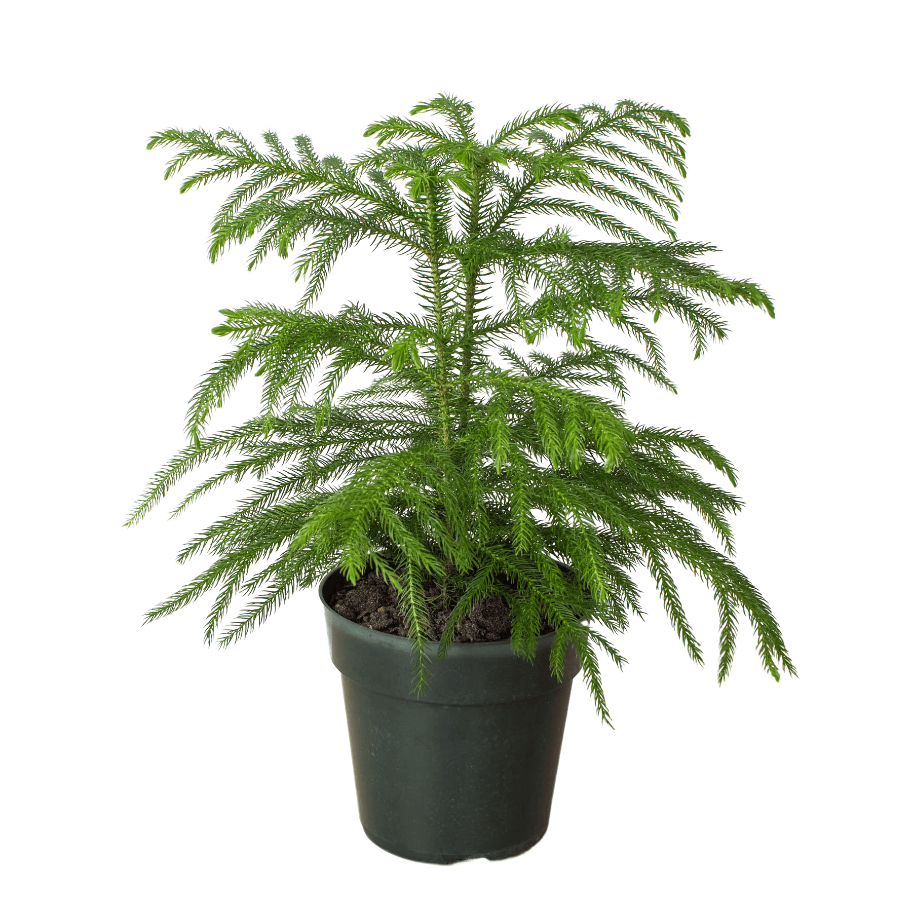 A Norfolk Island pine in a black plastic pot, isolated on a white background.
