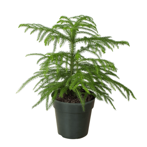 A small Norfolk Island pine plant with feathery green branches is potted in a plain black plastic container against a white background.