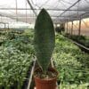 A hand holds a potted Sansevieria plant with a single upright leaf inside a large greenhouse filled with various other plants.