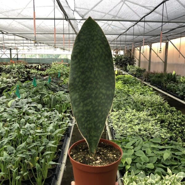 A hand holds a potted Sansevieria plant with a single upright leaf inside a large greenhouse filled with various other plants.