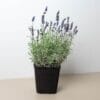 A potted lavender plant with green leaves and purple flowers sits on a beige surface against a light background.