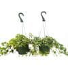 Two green hanging pots with variegated ivy plants, each supported by three metal wires and a plastic hook, against a white background.