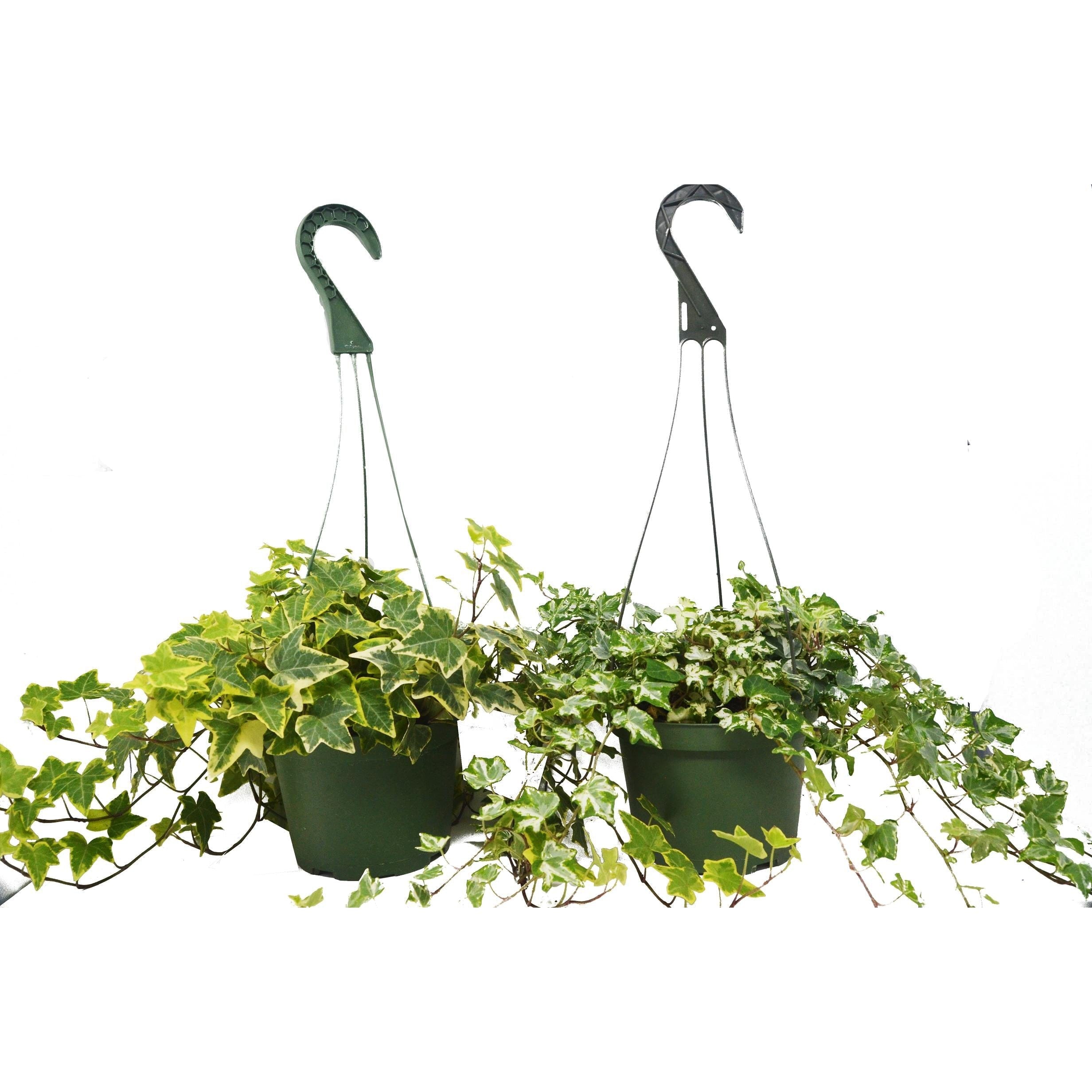 Two green hanging pots with variegated ivy plants, each supported by three metal wires and a plastic hook, against a white background.
