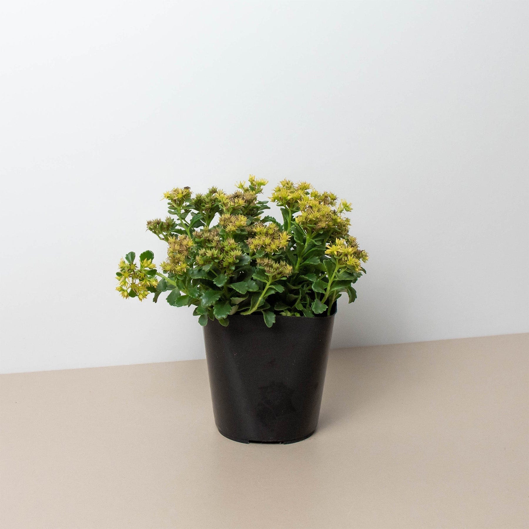 A small potted plant with green leaves and clusters of yellow flowers in a black plastic container on a beige surface against a white background.