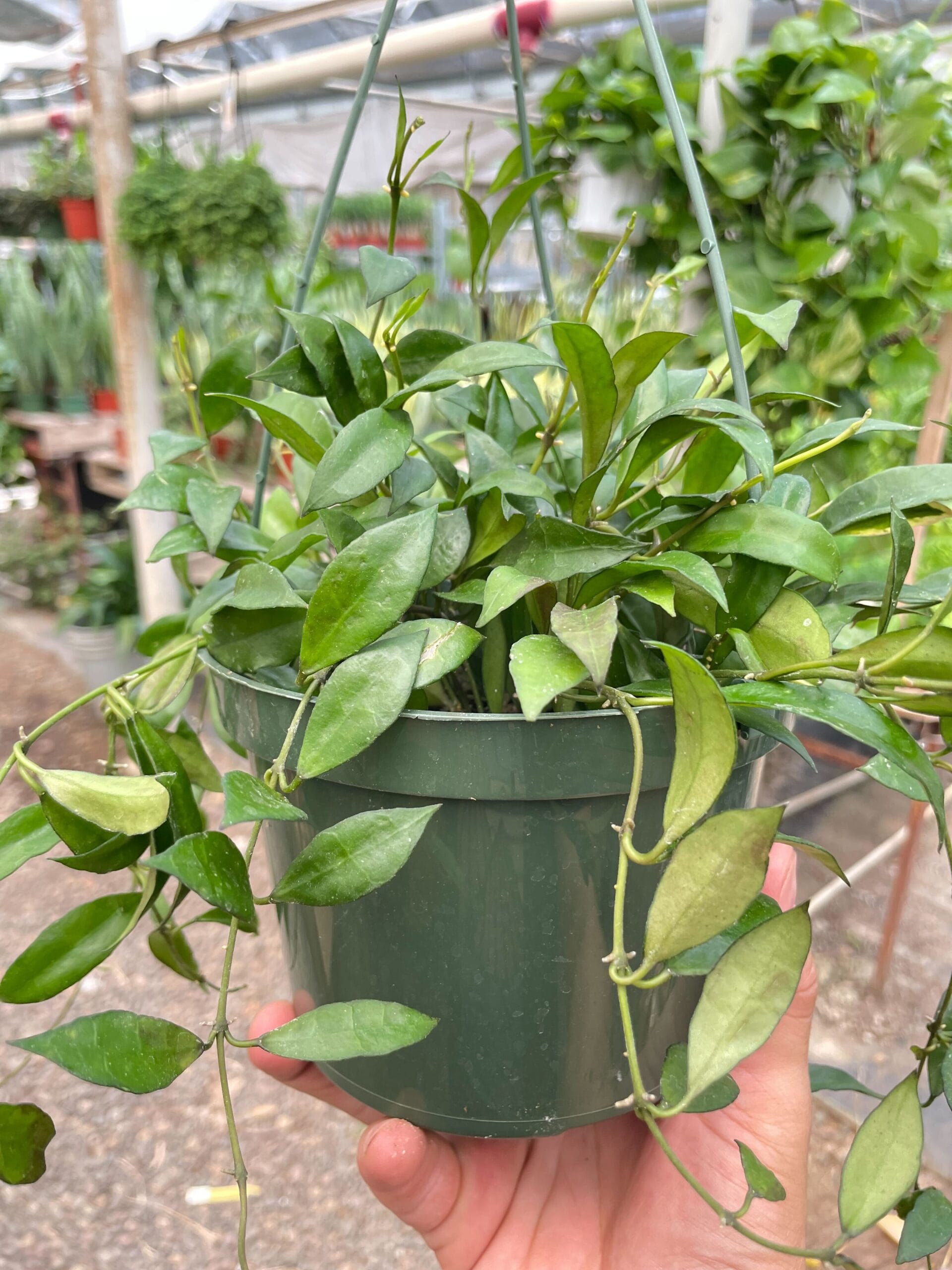 A hand holds a green plastic hanging pot with a leafy trailing plant in a greenhouse setting. Other plants are visible in the background.