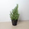 A small potted rosemary plant with thin, needle-like green leaves sits on a beige surface against a plain white background.