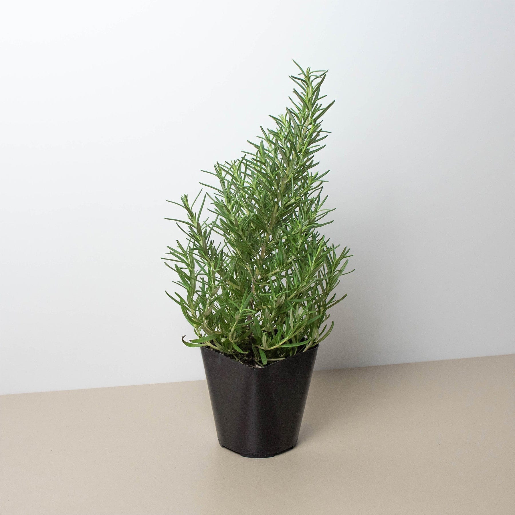 A small potted rosemary plant with thin, needle-like green leaves sits on a beige surface against a plain white background.