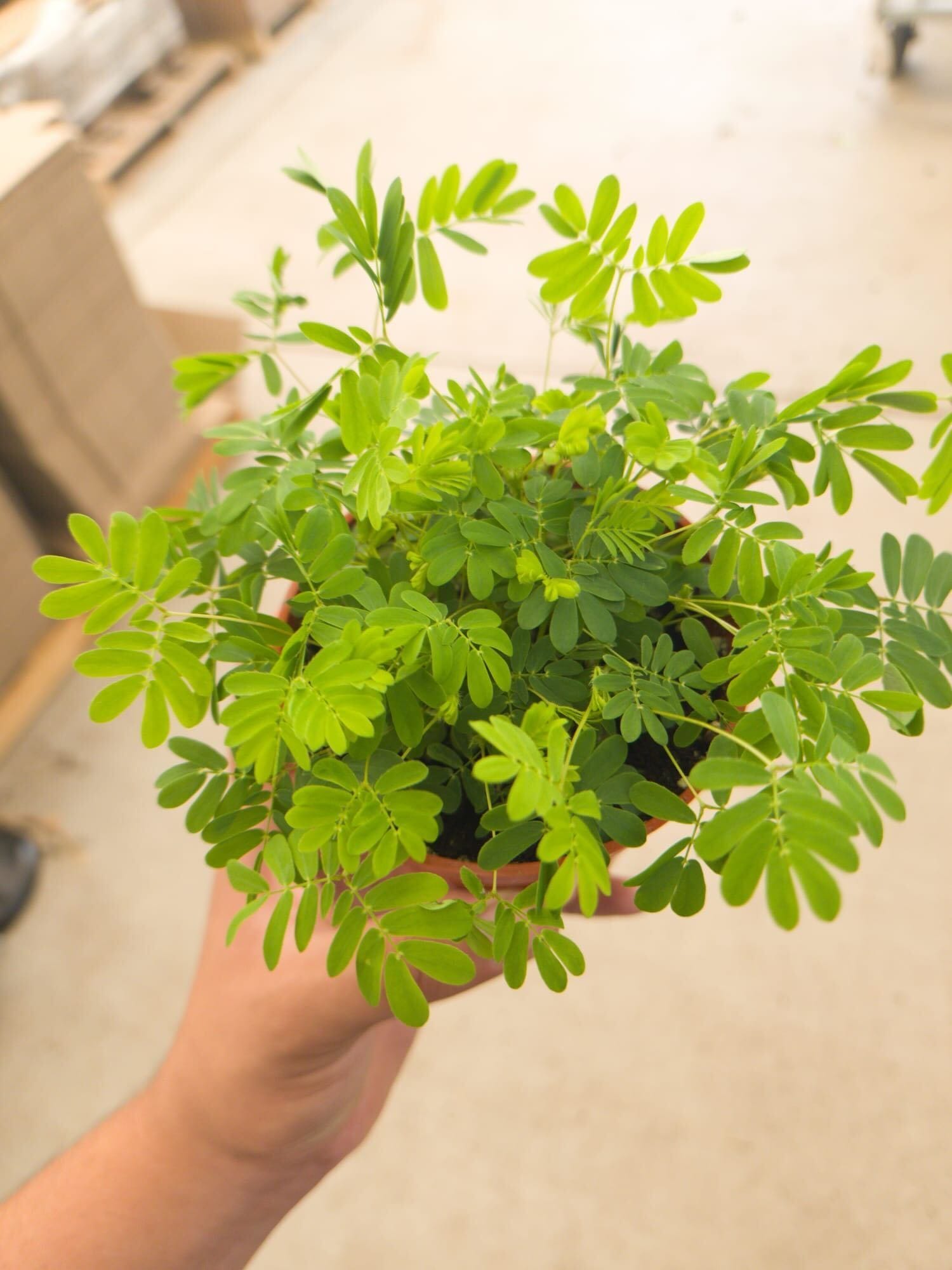 A hand holding a small potted plant with light green, feathery, compound leaves against a blurred indoor background.