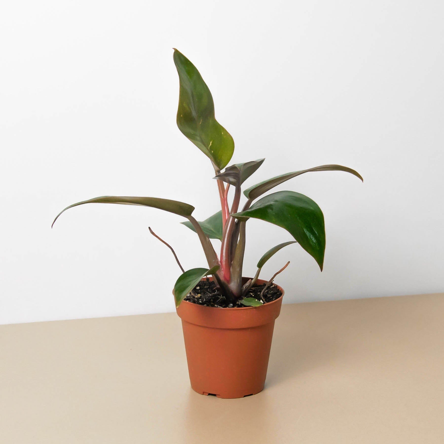 A potted houseplant with broad, dark green leaves and reddish stems sits on a beige surface against a plain white background.