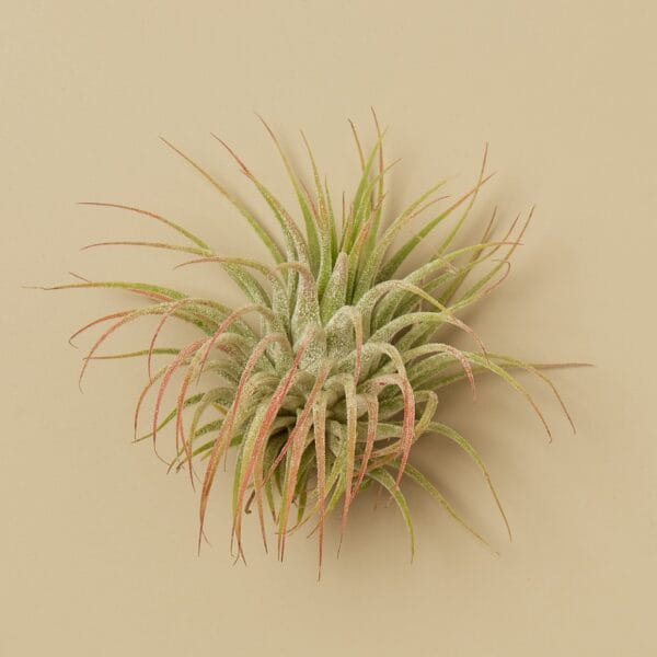 An air plant with long, thin green leaves tipped with pink, displayed against a plain beige background.