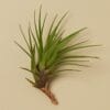 A green air plant with long, narrow leaves and a brown base, displayed on a plain beige background.