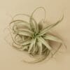 Top view of a single air plant (Tillandsia) with long, curved, greenish-gray leaves against a plain beige background.