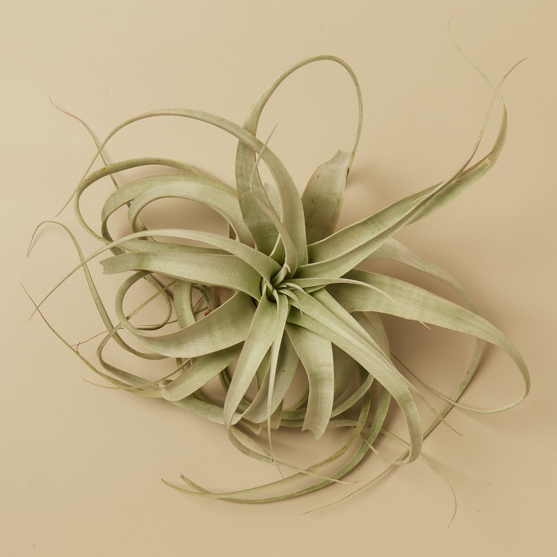 Top view of a single air plant (Tillandsia) with long, curved, greenish-gray leaves against a plain beige background.