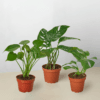 Three potted Monstera plants with vibrant green leaves are arranged on a light surface against a plain white background.