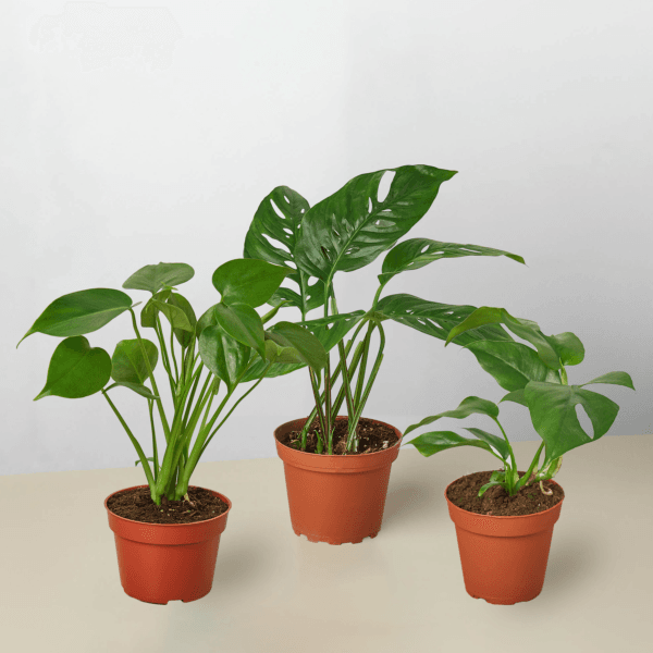 Three potted Monstera plants with vibrant green leaves are arranged on a light surface against a plain white background.