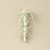 A single air plant with thin, spiky leaves is displayed against a plain beige background.