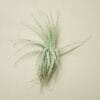 A single green air plant with long, thin leaves is displayed against a plain beige background.