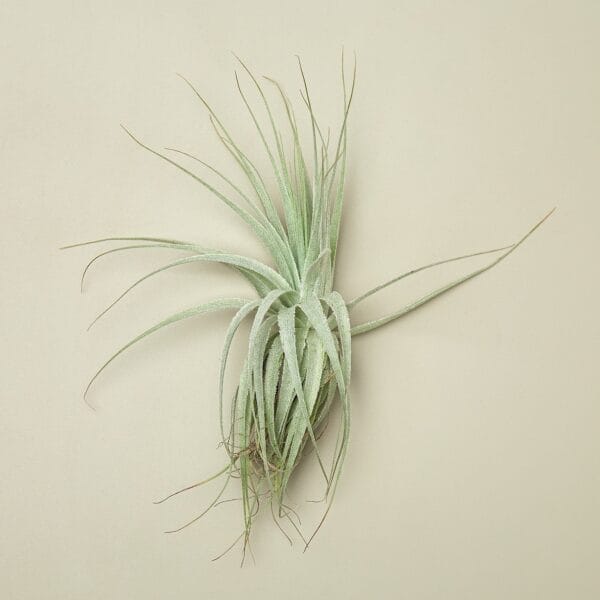 A single green air plant with long, thin leaves is displayed against a plain beige background.