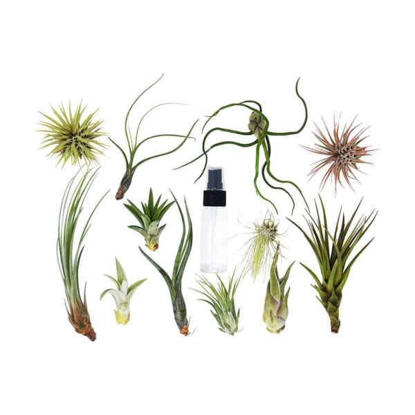 A variety of air plants arranged around a clear spray bottle on a white background.