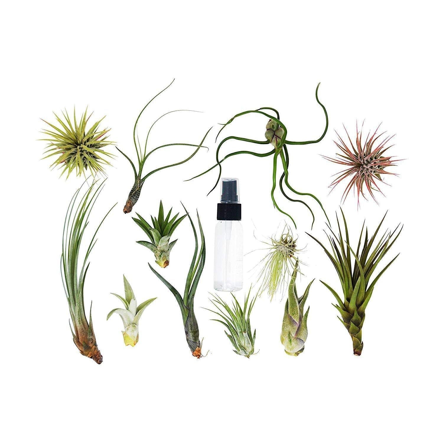 A variety of air plants arranged around a clear spray bottle on a white background.