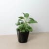 A small green plant with broad leaves growing in a black plastic pot, placed on a beige surface against a white background.