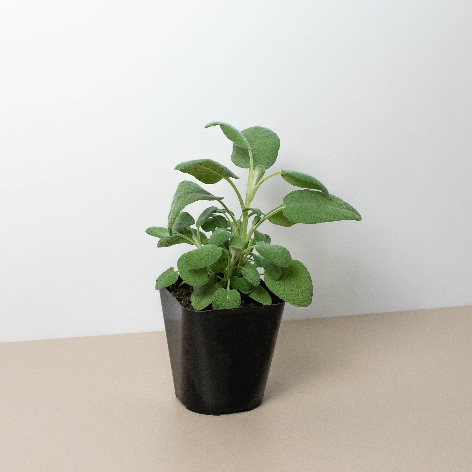 A small green plant with broad leaves growing in a black plastic pot, placed on a beige surface against a white background.