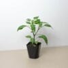 A green potted plant with broad leaves sits on a beige surface against a white background.