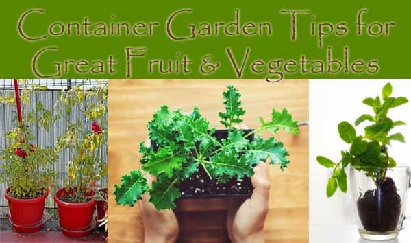Three images display tomatoes in red pots, hands holding a leafy green plant, and mint cuttings in a glass, with text about container gardening tips for fruits and vegetables above.
