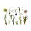 A collection of various air plants arranged around a clear spray bottle on a white background.