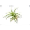 A green air plant with long, slender leaves is displayed against a plain white background.