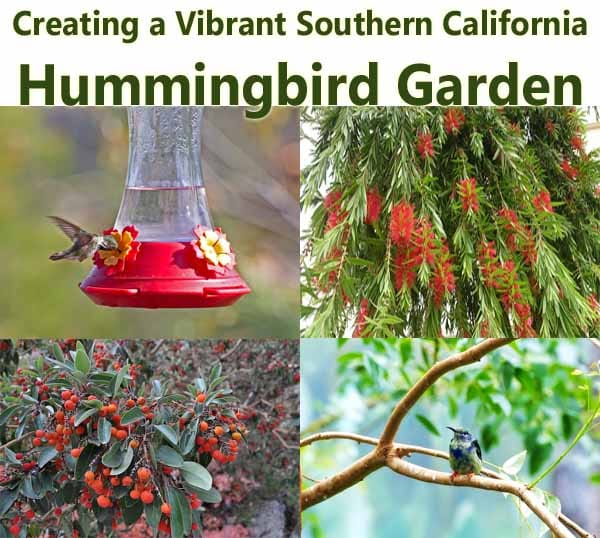 Collage showing a hummingbird at a feeder, flowering plants, red berries, and a hummingbird perched on a branch with the text: "Creating a Vibrant Southern California Hummingbird Garden.