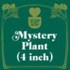 Green graphic with "HOUSE PLANT SHOP" logo and decorative border, text in white reads: "Mystery Plant (4 inch)".