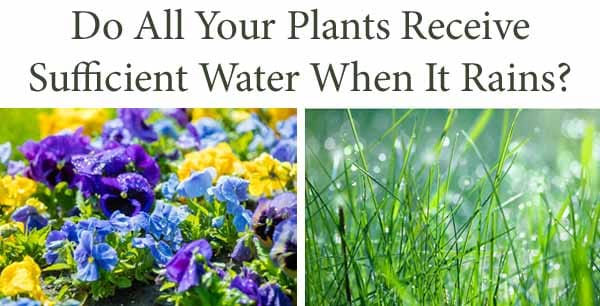 Text asks if all plants get enough water from rain; image shows blooming flowers on the left and green grass with water droplets on the right.