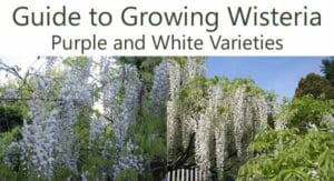 Split image showing purple and white wisteria flowers in bloom, with the title "Guide to Growing Wisteria: Purple and White Varieties" above the photos.
