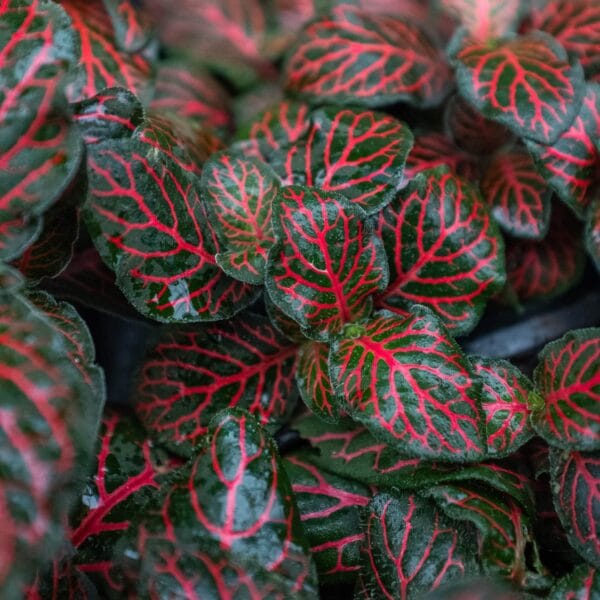 Close-up of green leaves with prominent red veins, creating a striking pattern. The leaves fill the entire frame, showing texture and vibrant color contrast.