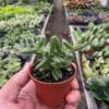 A hand holds a small potted fuzzy cactus in a greenhouse filled with a variety of other potted plants on shelves.