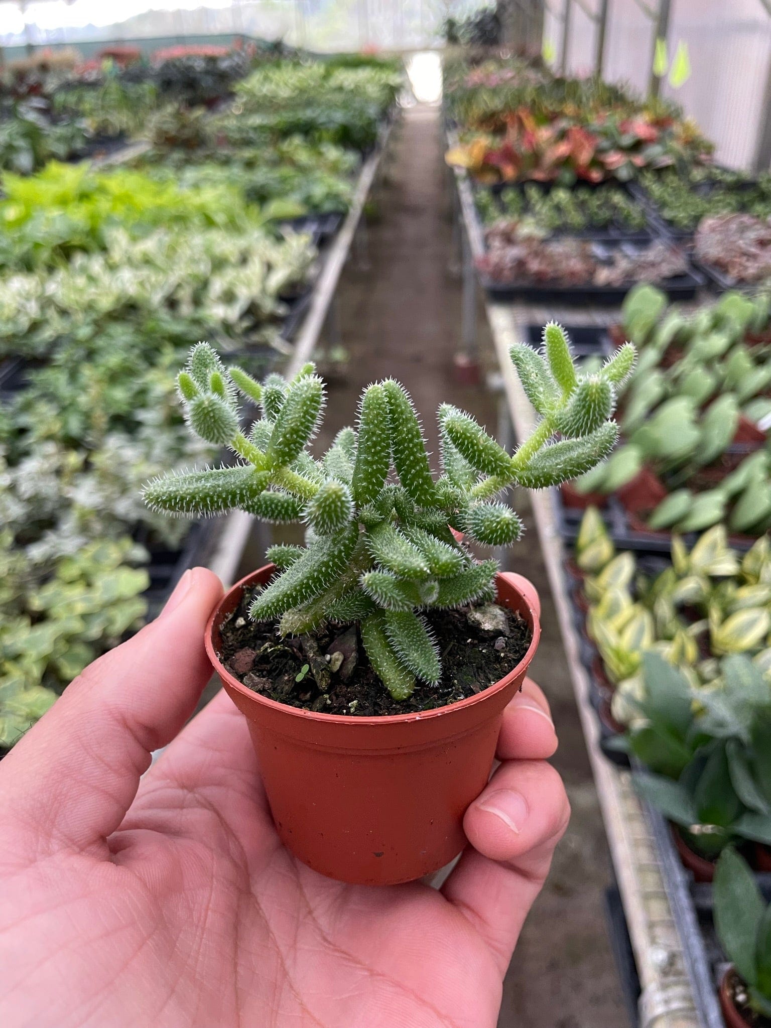 Delosperma echinatum 'Pickle Plant'  Green Thumb Nursery
