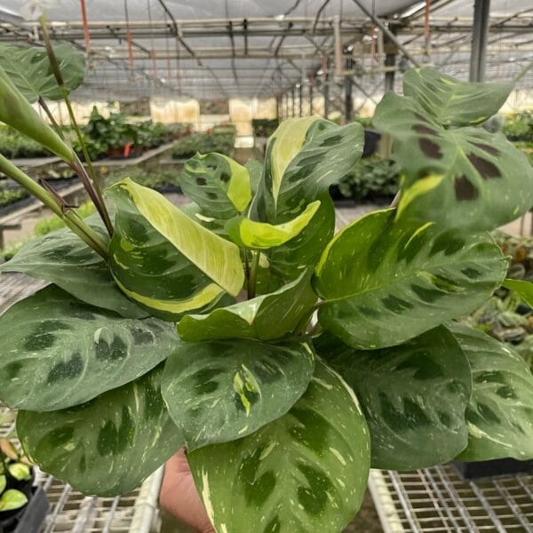 A person holds a variegated Maranta plant with green and cream leaves inside a greenhouse with other plants in the background.
