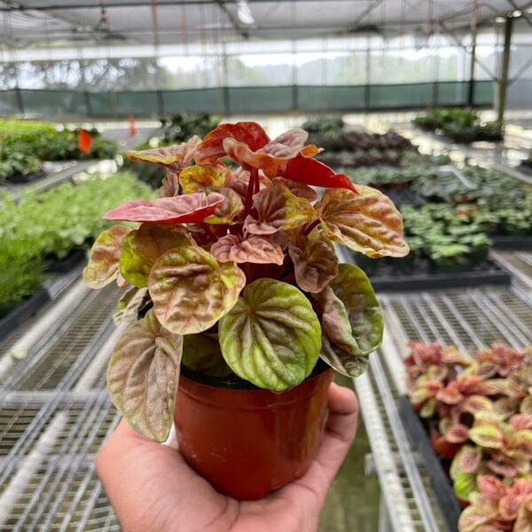 A hand holds a small potted plant with red and green leaves inside a greenhouse filled with rows of other plants on metal tables.