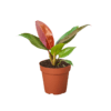 A small potted plant with several green leaves and one prominent reddish leaf, placed in a brown plastic pot on a white background.