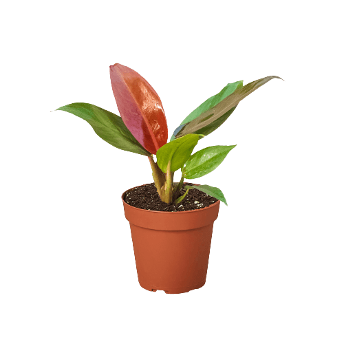 A small potted plant with several green leaves and one prominent reddish leaf, placed in a brown plastic pot on a white background.