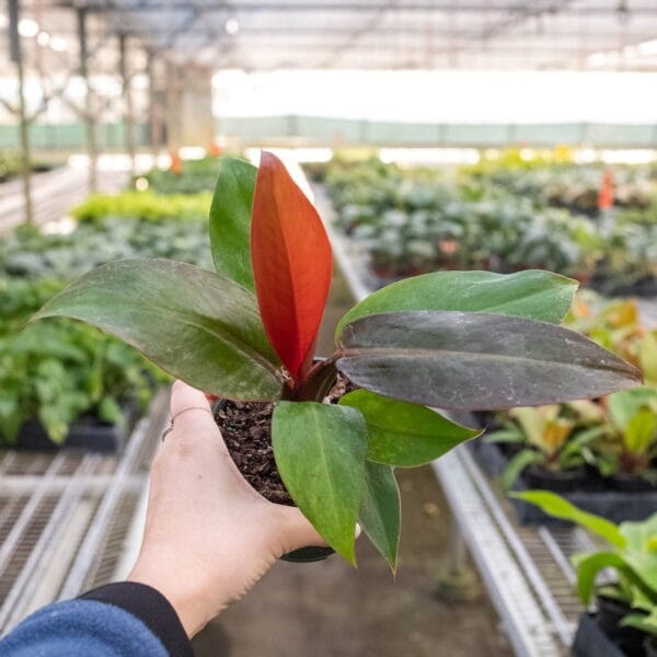 A hand holds a small potted plant with red and green leaves inside a greenhouse filled with rows of other plants.