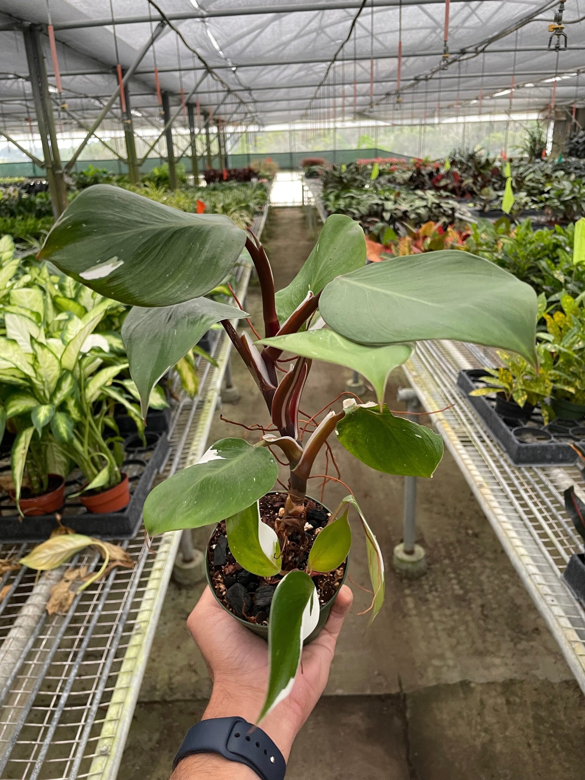 A hand holds a potted plant with large green leaves featuring white variegation, inside a greenhouse filled with various other plants on metal shelves.